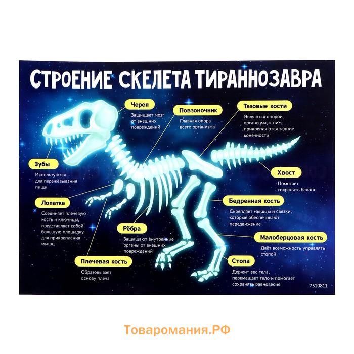 Набор для опытов «Эпоха динозавров», скелет тираннозавра