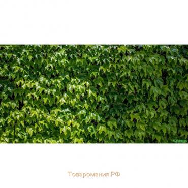 Фотобаннер, 300 × 160 см, с фотопечатью, люверсы шаг 1 м, «Виноградная стена», Greengo