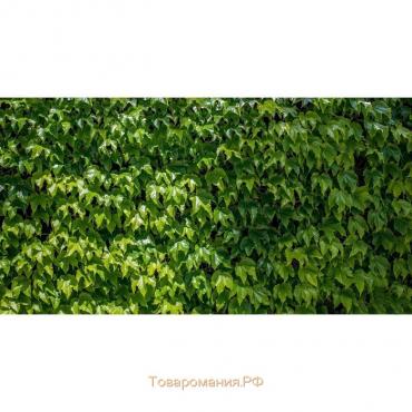 Фотобаннер, 250 × 150 см, с фотопечатью, люверсы шаг 1 м, «Виноградная стена», Greengo