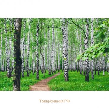 Фотобаннер, 250 × 150 см, с фотопечатью, люверсы шаг 1 м, «Тропинка», Greengo