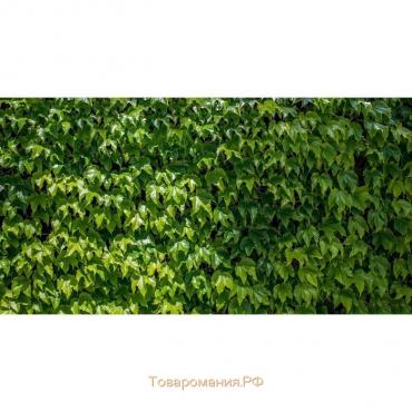 Фотобаннер, 300 × 200 см, с фотопечатью, люверсы шаг 1 м, «Виноградная стена», Greengo