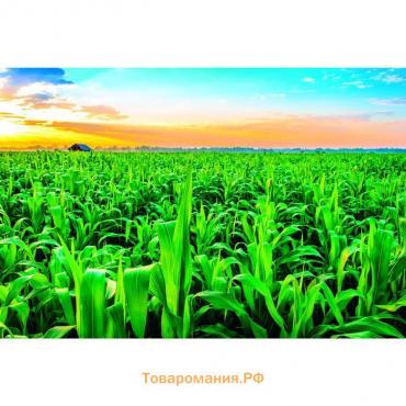 Фотобаннер, 250 × 200 см, с фотопечатью, люверсы шаг 1 м, «Кукуруза», Greengo
