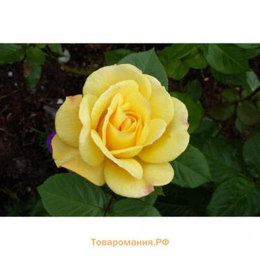 Роза флорибунда Артур Белл, C3,5 горшок, Н25-45 высота, 1 шт, Лето 2024