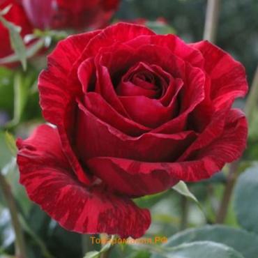 Роза чайно-гибридная Ред Интуишн, C3,5 горшок, Н25-45 высота, 1 шт, Лето 2024